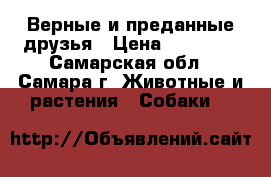 Верные и преданные друзья › Цена ­ 25 000 - Самарская обл., Самара г. Животные и растения » Собаки   